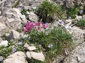 19 Silene d'Elisabetta e Campanula dell'Arciduca